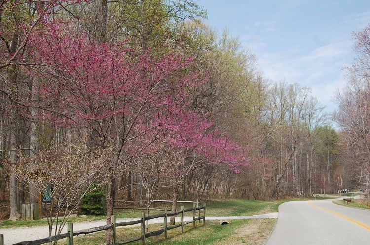 cherry trees in park